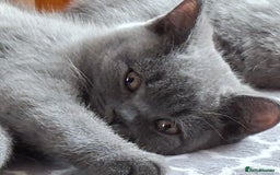 British Shorthair cats for sale: British Blue Short-hair 4 kittens for sale  - Image 1