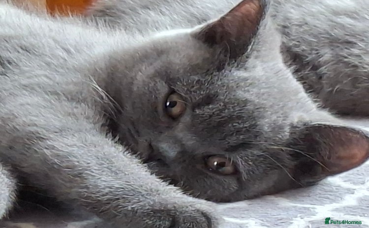 British Shorthair cats - Advert 6