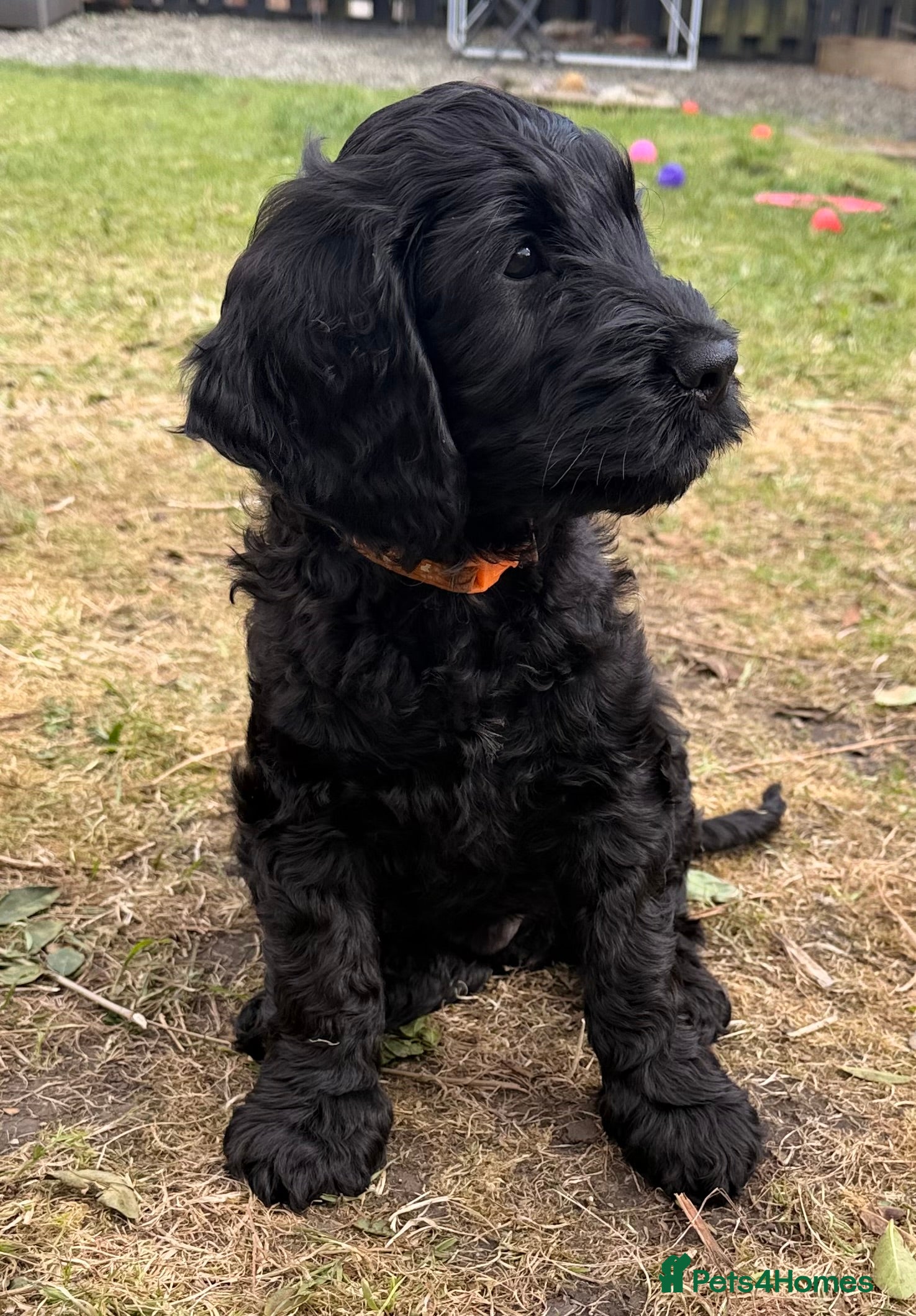 Cockapoo dogs Beautiful Black Cockapoo F1B pups - Advert 2