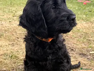 Cockapoo dogs Beautiful Black Cockapoo F1B pups - Advert 2