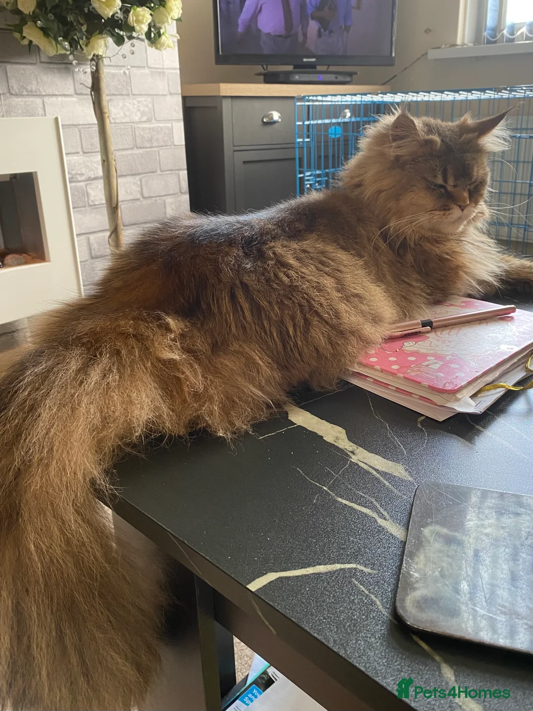 Maine Coon cats for sale: Maine coon female  in Wakefield - Advert 6