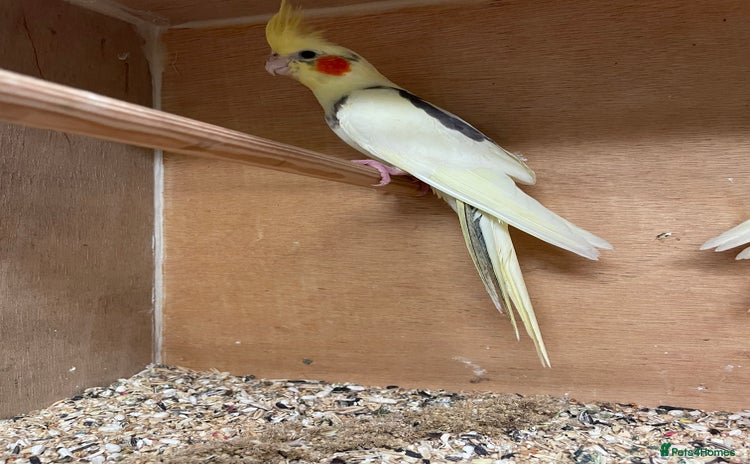 Cockatiels birds - Advert 3