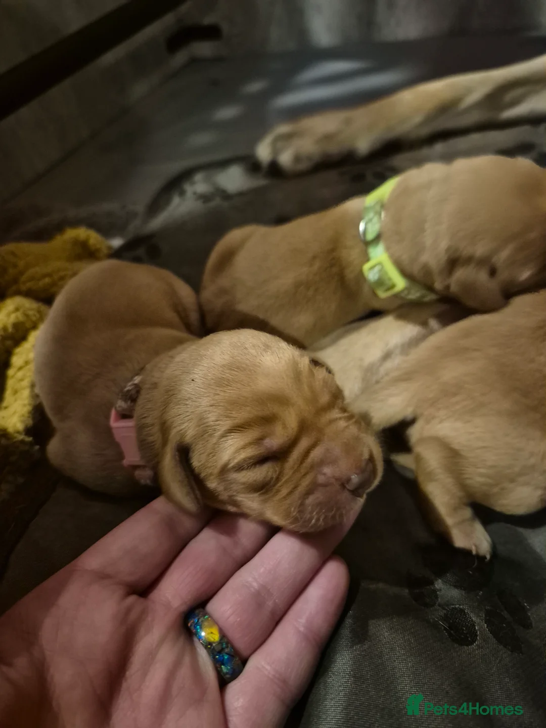 Labrador Retriever dogs for sale: KC Registered Pedigree Labrador Retriever Puppies - Advert 27