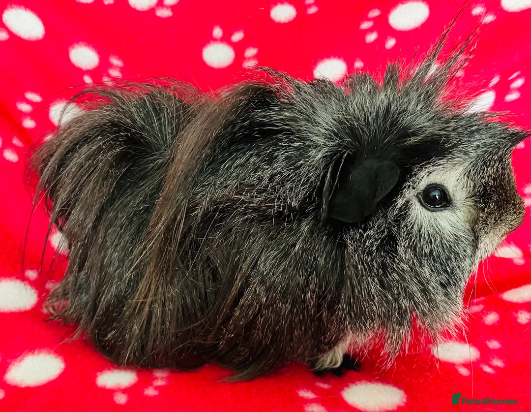 Guinea Pig rodents for sale: Boar and Son pair - Advert 3