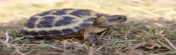 Tortoise reptiles for sale: Horsfield Hatchlings & Set Ups!! - Advert 8