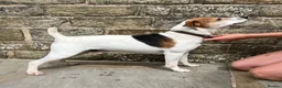 Parson Russell dogs for sale: Working Russell pups!  - Advert 8
