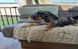 Schnoodle dogs for stud: RARE coloured mini schnoodle - Stud  - Image 5