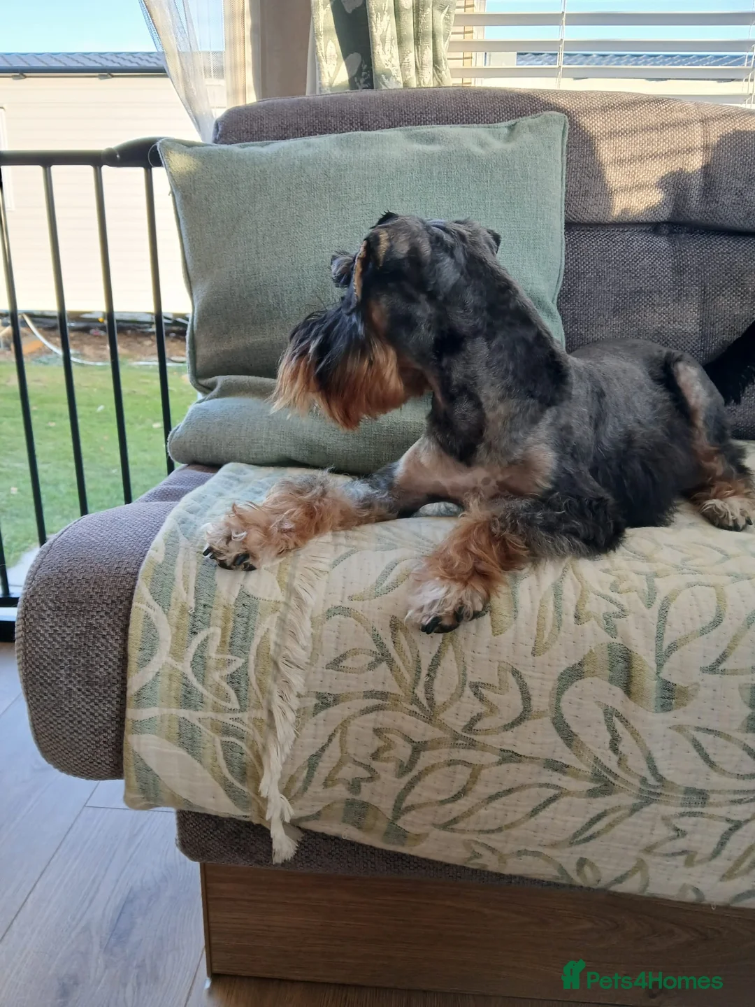 Schnoodle dogs for stud: RARE coloured mini schnoodle - Stud  - Advert 6