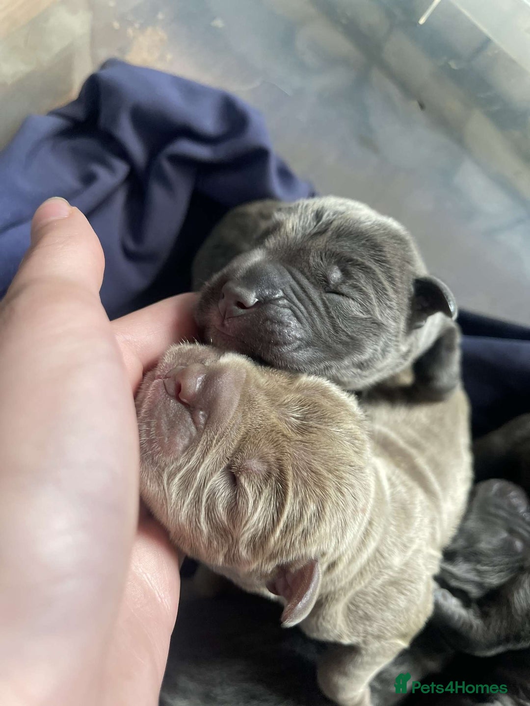 Cane Corso dogs for sale: Pure bred cane corso pups (lilac & grey) - Image 2