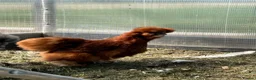 Chickens poultry for sale: 6x Silkies USA Hatching Eggs Collection OrDelivery - Advert 5