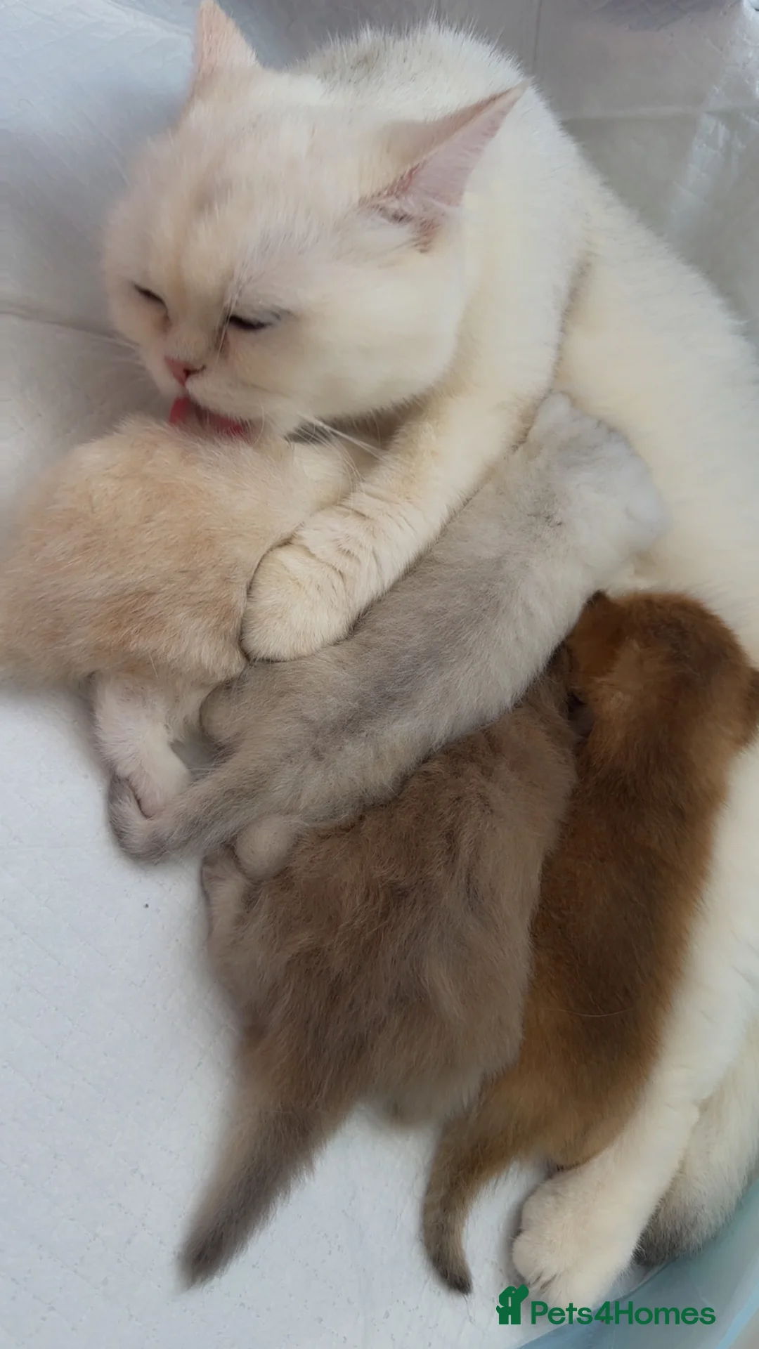 British Shorthair cats for sale: Four British Shorthair kittens available  - Advert 2
