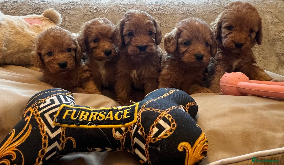 Cockapoo dogs for sale: F1 cockapoo puppies- Health test clear  - Image 27