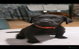 Labrador Retriever dogs for sale: 🌟🌟2 girls left black and yellow🌟🌟 - Image 1