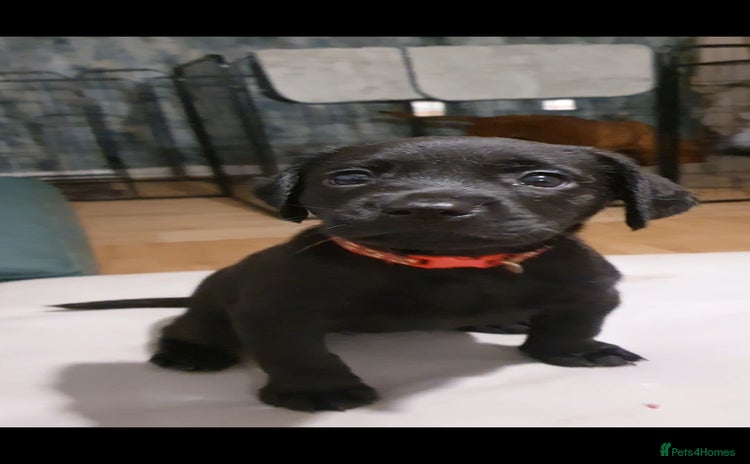 Labrador Retriever dogs - Advert 1