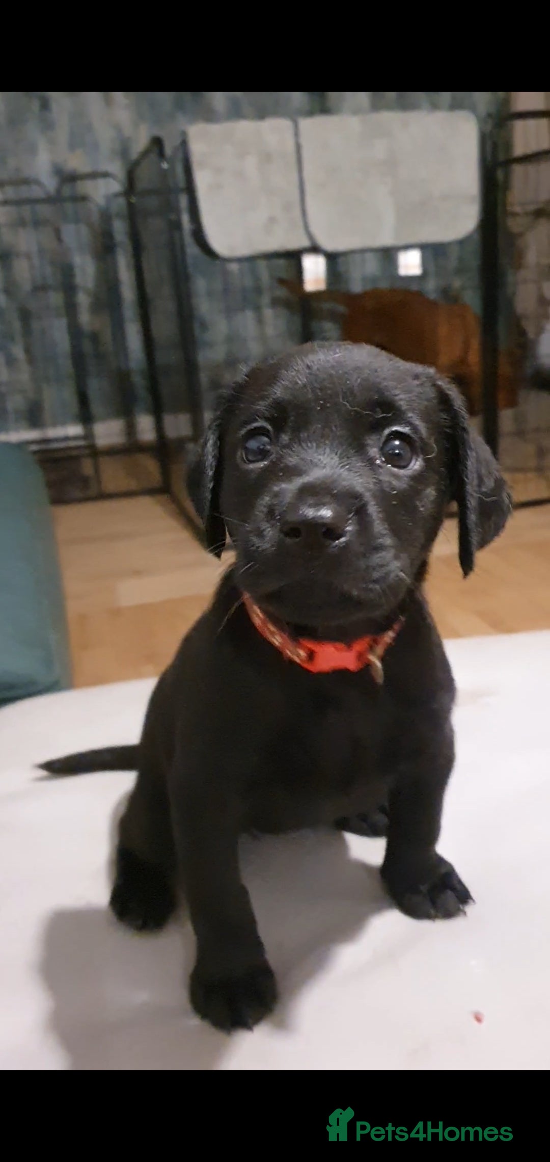 Labrador Retriever dogs for sale: 🌟🌟2 girls left black and yellow🌟🌟 - Image 1