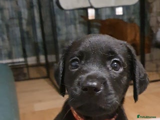 Labrador Retriever dogs - Advert 36