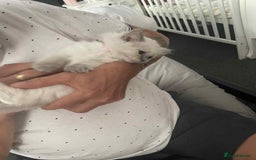 Ragdoll cats for sale: Ragdoll kittens  - Image 12