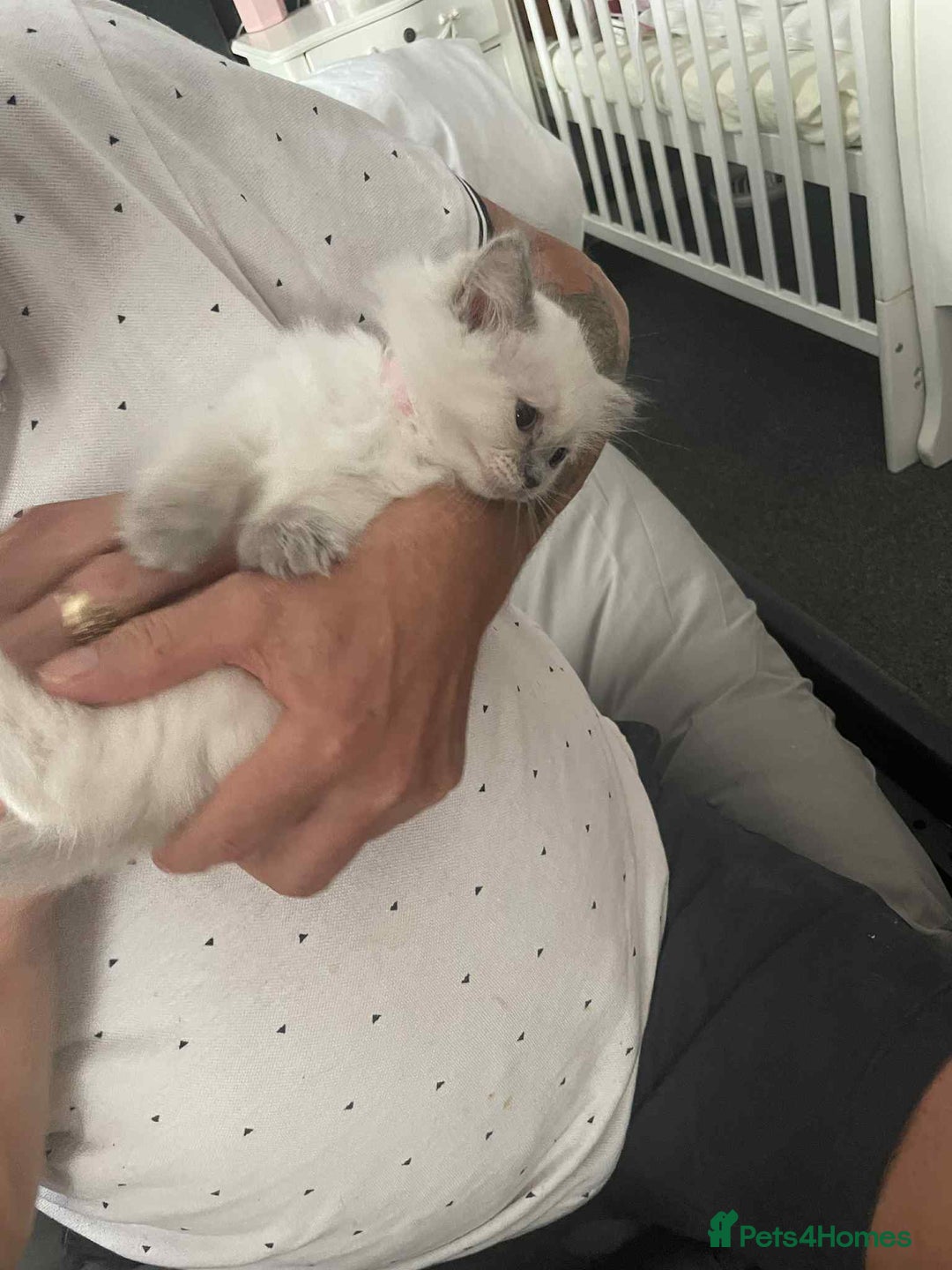 Ragdoll cats for sale: Ragdoll kittens  - Image 12