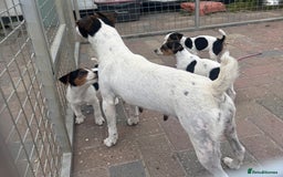 Jack Russell dogs for sale: Quality pure Jack Russell pups  - Image 13
