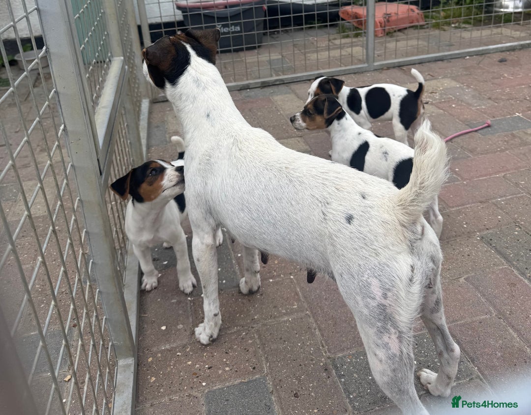 Jack Russell dogs for sale: Quality pure Jack Russell pups  - Image 13
