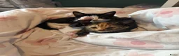 Mixed Breed cats for sale: Female kitten ready for a home - Advert 8