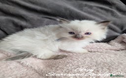 Ragdoll cats for sale: GCCF Pedigree Ragdoll Kittens Champion Lines - Image 6