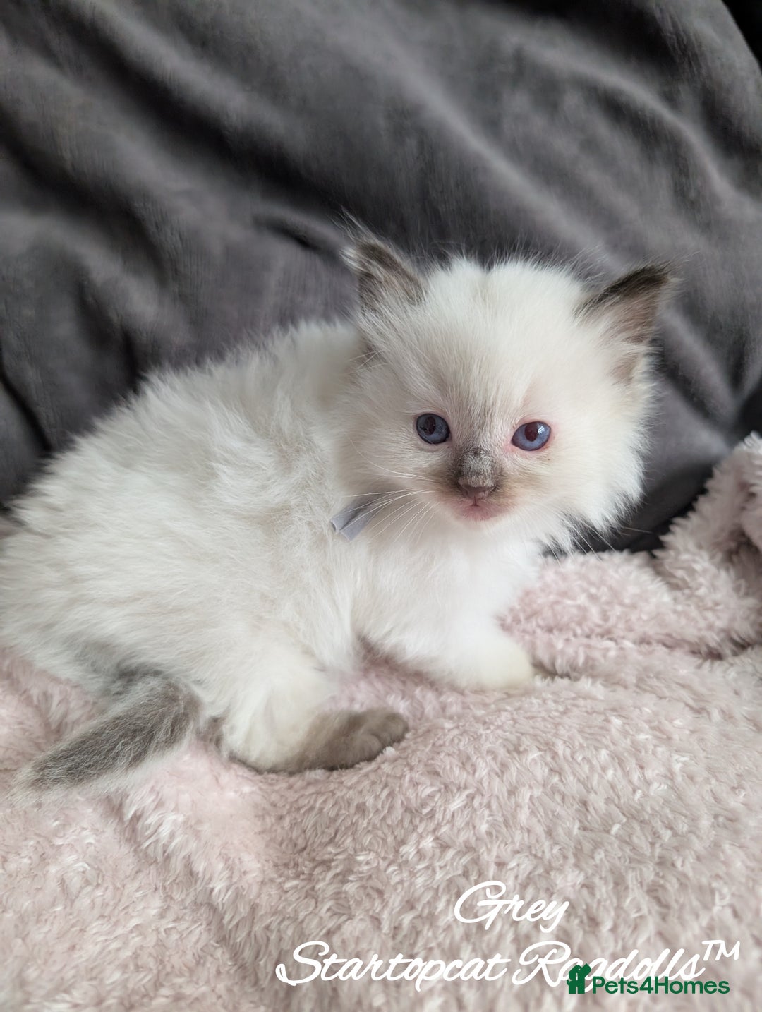 Ragdoll cats for sale: GCCF Pedigree Ragdoll Kittens Champion Lines - Image 6