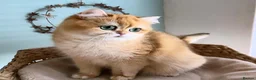 British Shorthair cats for sale: Quality Golden Kittens - Advert 10