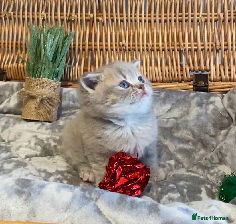 Scottish Fold cats 🧸😻CHAMPION LINE TICA ACTIVE SCOTTISH/BSH😻🧸 - Advert 1