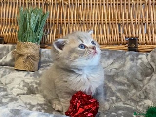 Scottish Fold cats 🧸😻CHAMPION LINE TICA ACTIVE SCOTTISH/BSH😻🧸 - Advert 1