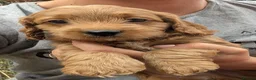 Cockapoo dogs for sale: Licensed breeder, health tested F1 cockapoo pups - Advert 28