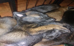 Belgian Shepherd Dog dogs for sale: Stunning Belgian Mali Pups - Image 4