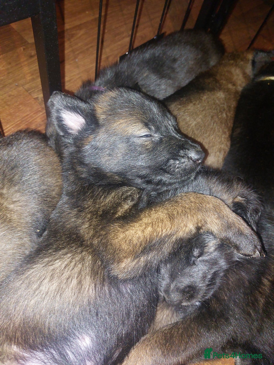 Belgian Shepherd Dog dogs for sale: Stunning Belgian Mali Pups - Image 4