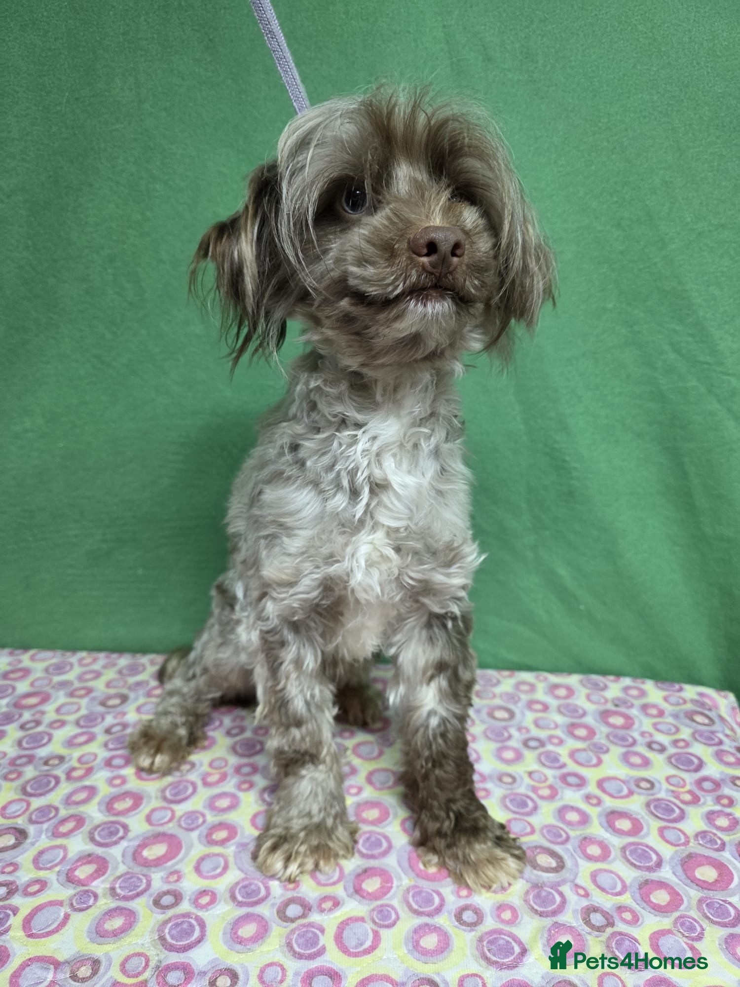 Labradoodle dogs MARVIN – Miniature Labradoodle (Male) - Advert 12