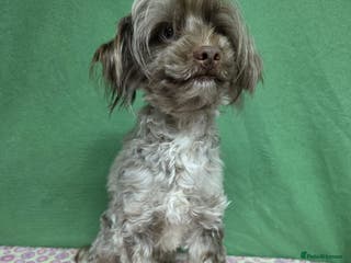 Labradoodle dogs MARVIN – Miniature Labradoodle (Male) - Advert 12