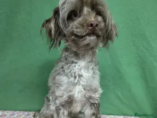 Labradoodle dogs MARVIN – Miniature Labradoodle (Male) - Advert 2