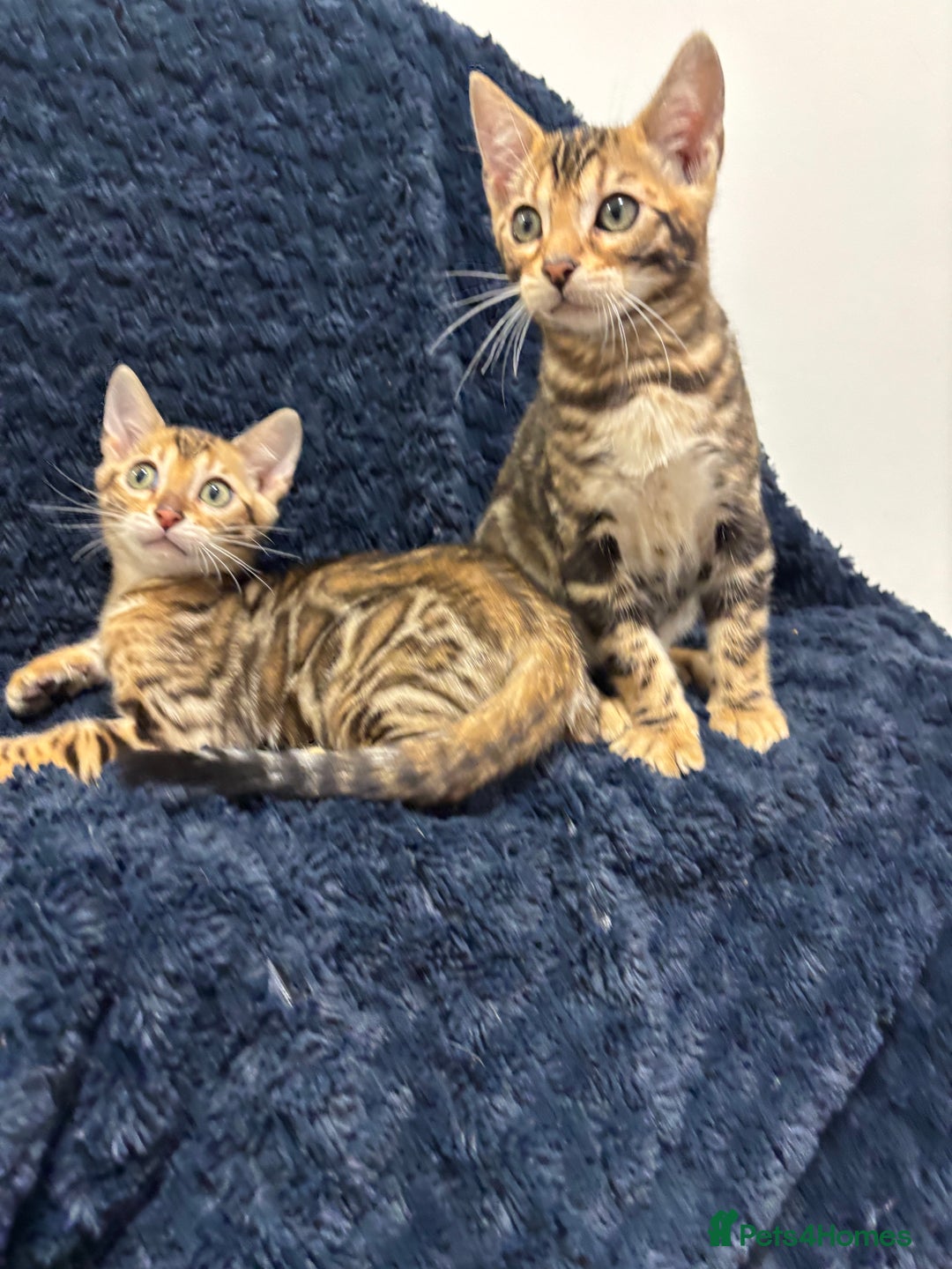 Bengal cats for sale: READY NOW beautiful Bengal Girl kittens TICA reg - Advert 7