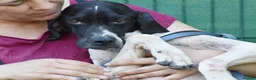 Pointer dogs for adoption: Dunia - Advert 5