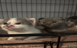 British Shorthair cats for sale: British shorthair kittens  - Image 22