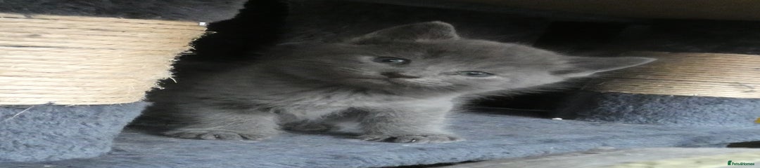 Russian Blue Kitten 1