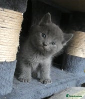 Russian Blue cats - Advert 16