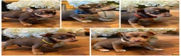 Jack Russell dogs for sale: Jack Russell Puppies 1 Girl available - Ready Now - Advert 1
