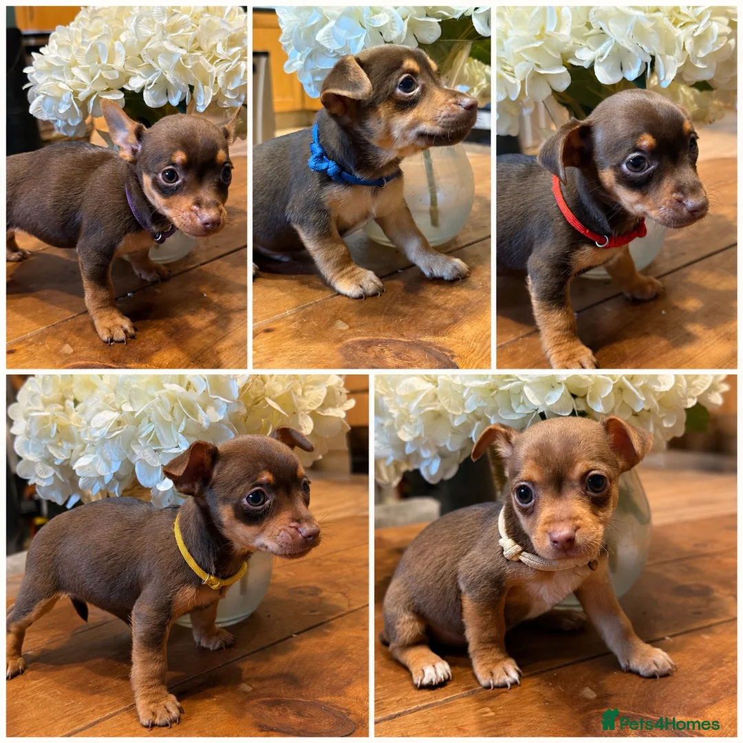 Jack Russell dogs for sale: Jack Russell Puppies 1 Girl available - Ready Now - Advert 1