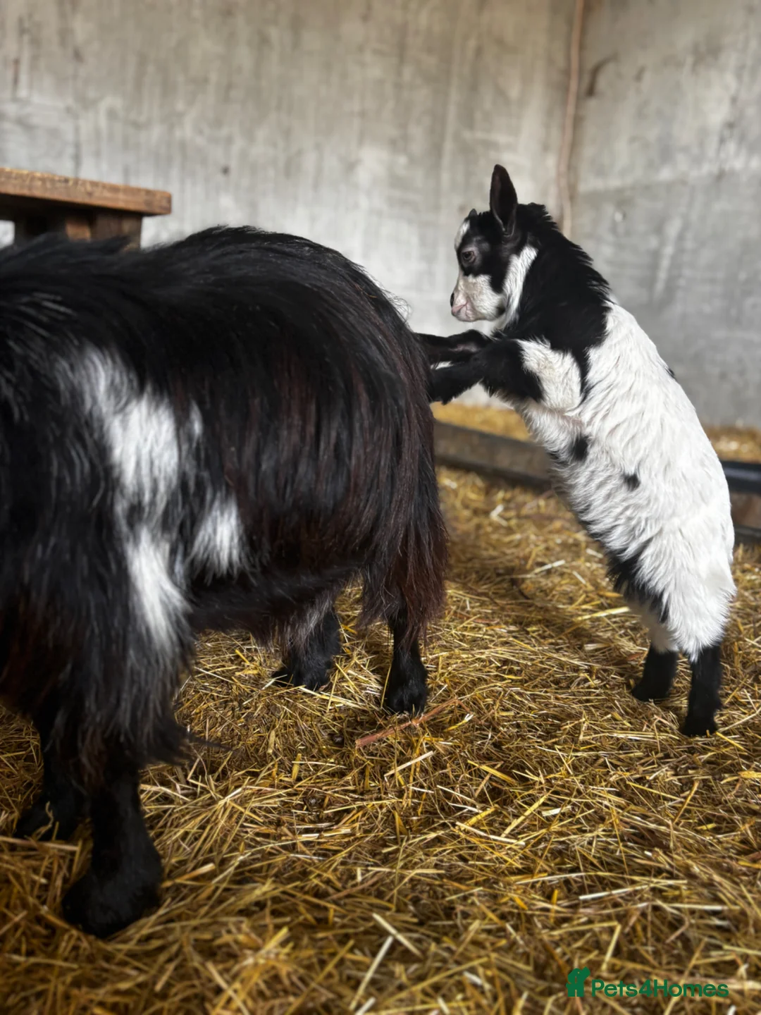 Goats livestock for sale: Nanny Pygmy goat and her son at foot  - Advert 12