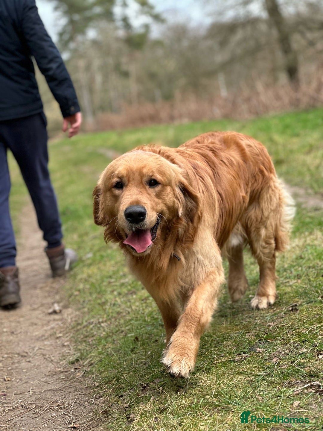Golden Retriever dogs for sale: Gorgeous golden retriever show quality  - Advert 3