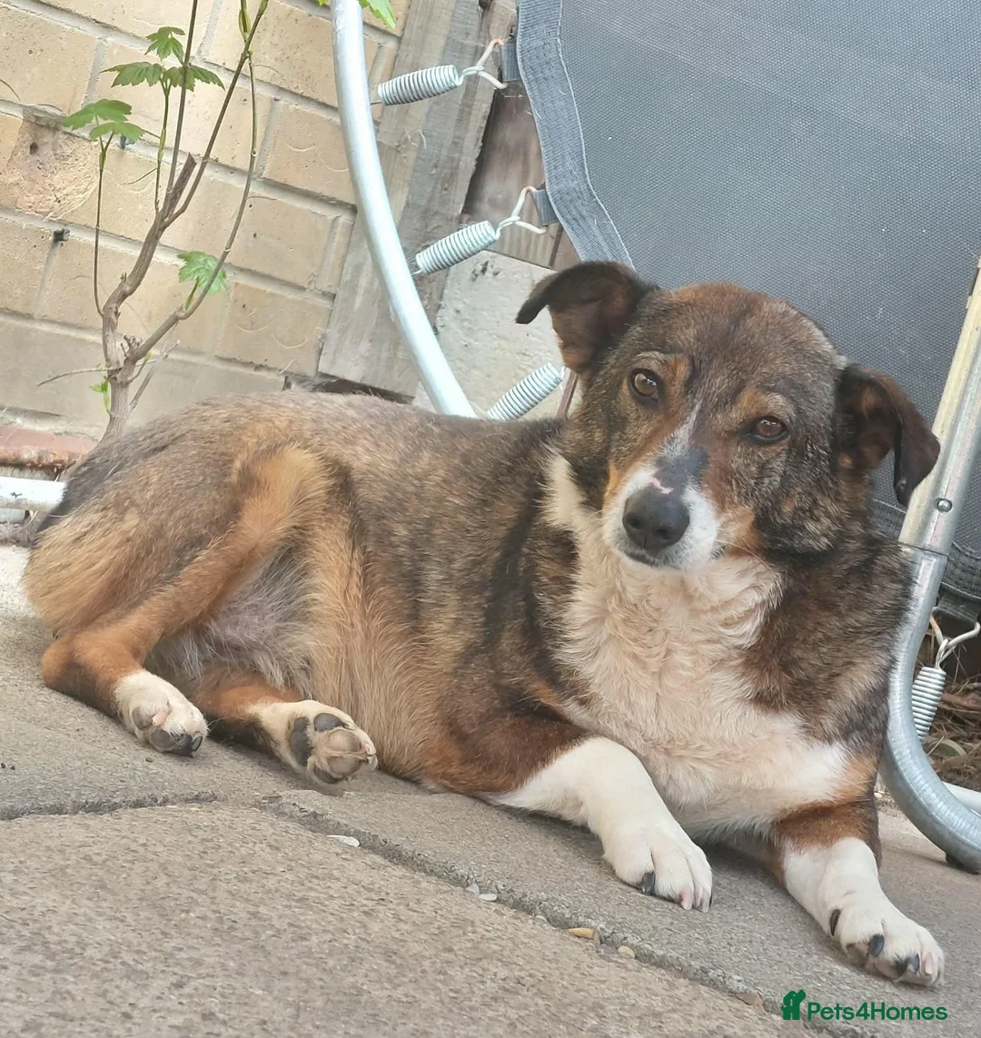 Mixed Breed dogs for adoption: Figgy in Chelmsford - Advert 2