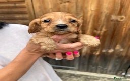 Cockalier dogs for sale: Cockaliers  - Image 19