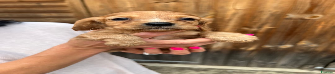 Cockalier Puppy 6