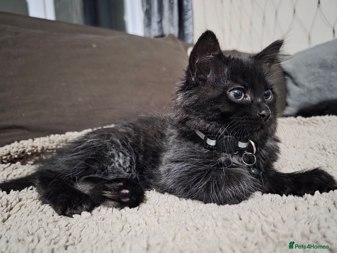 Mixed Breed cats for sale: Adorable fluffy kittens looking for a new home. - Image 6