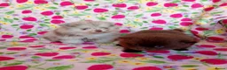 Pomeranian dogs for sale: FEMALE Chocolate Pomeranian READY TO LEAVE  - Advert 13